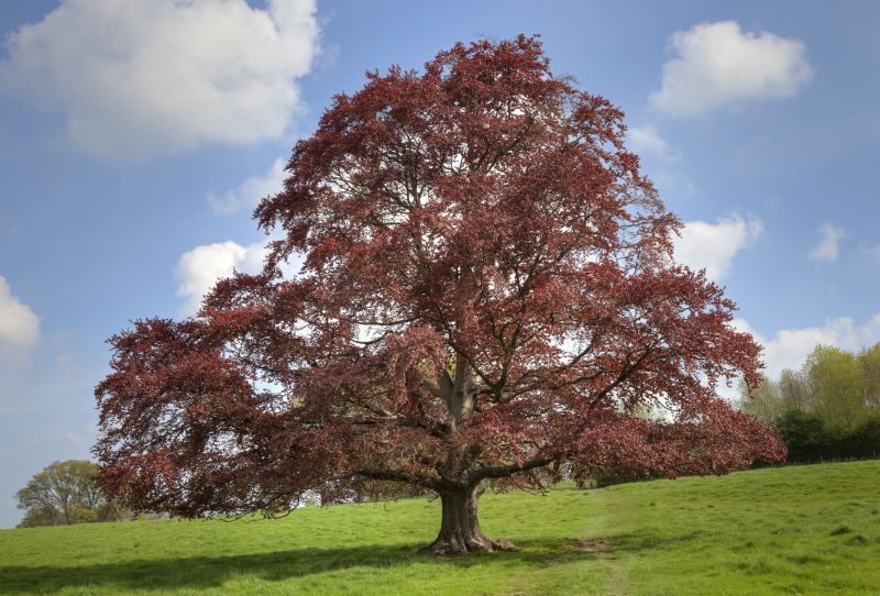 Beech Tree Pruning