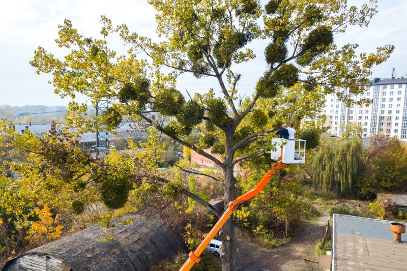 Cost of Commercial Tree Service in Mount Juliet, TN
