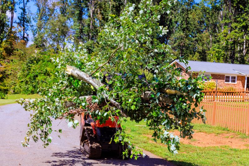 Cost of Residential Tree Service in Mount Juliet, TN