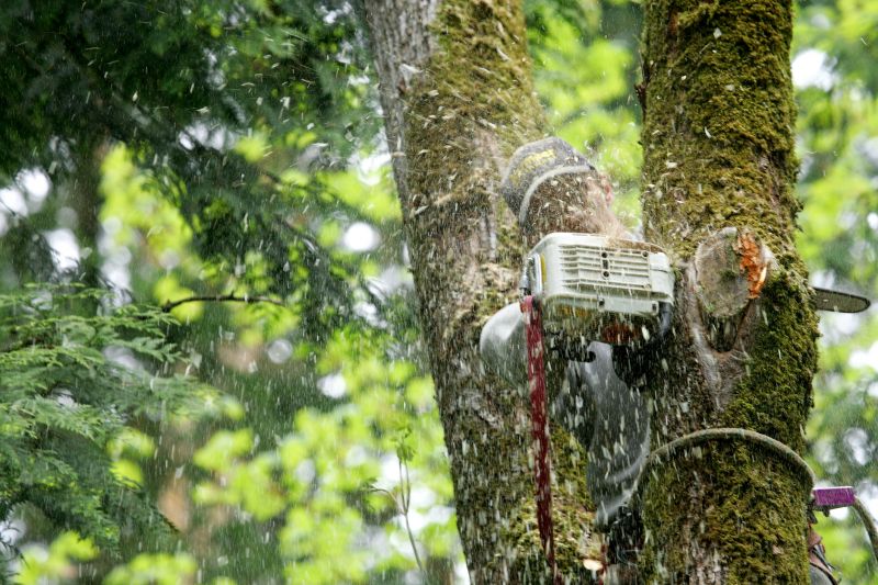 Tree Maintenance Service