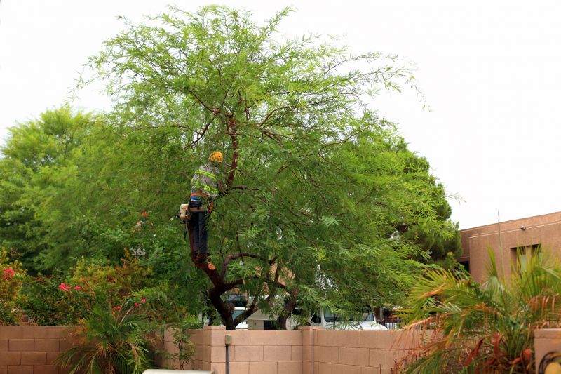 Tree Shaping Service