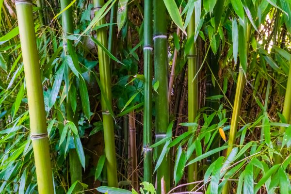 Bamboo Trimming in Mount Juliet