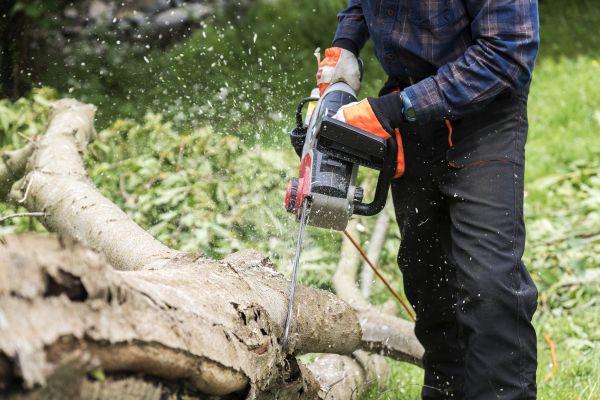 Branch Removal Service in Mount Juliet