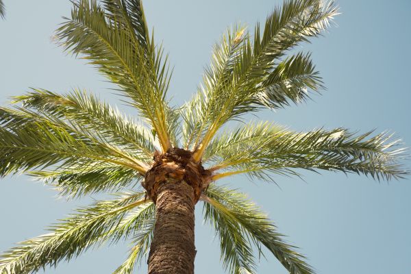 Palm Tree Pruning in Mount Juliet