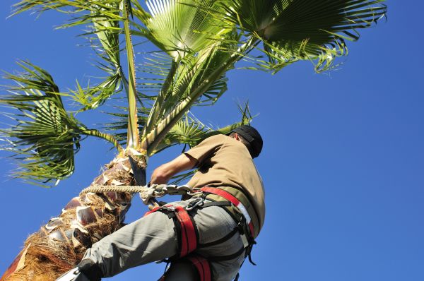 Palm Tree Trimming in Mount Juliet