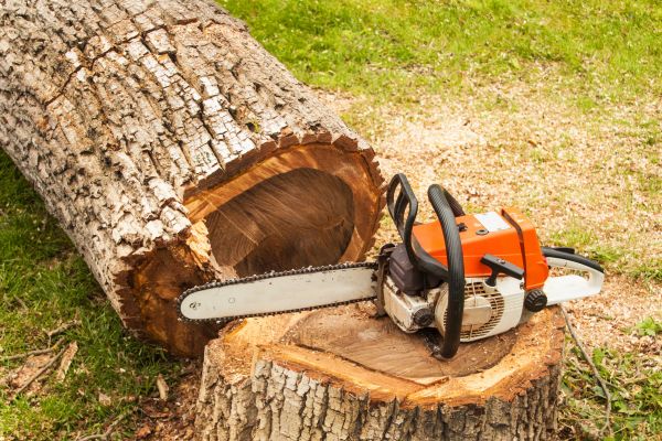 Tree Cutting Service in Mount Juliet