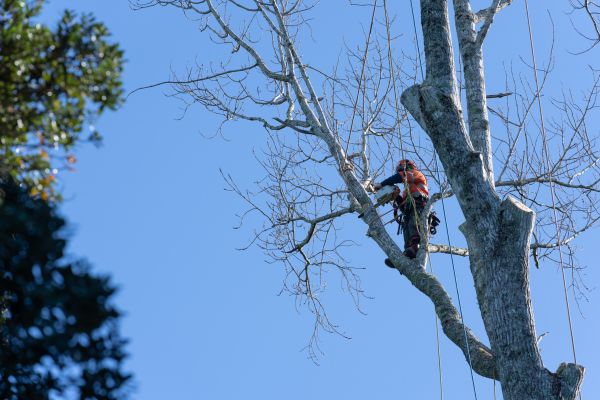 Tree Topping Service in Mount Juliet