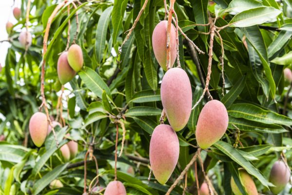 Mango Tree Trimming in Mount Juliet