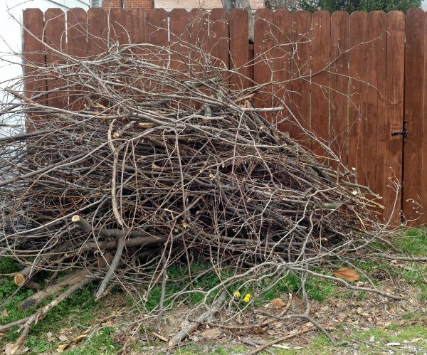 Dead Branch Removal in Mount Juliet