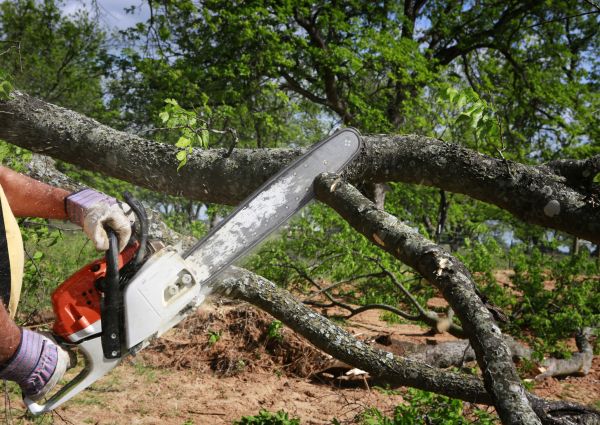 Tree Branch Cutting in Mount Juliet