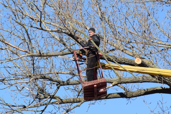 Emergency Tree Trimming in Mount Juliet