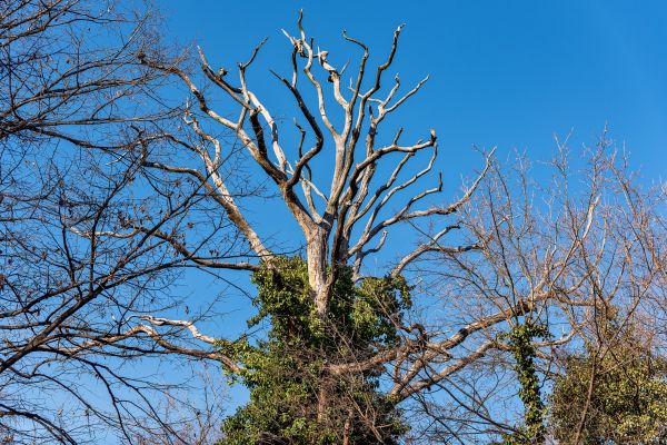 Deadwood Removal in Mount Juliet