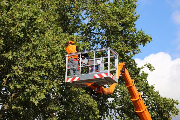 Commercial Tree Service in Mount Juliet