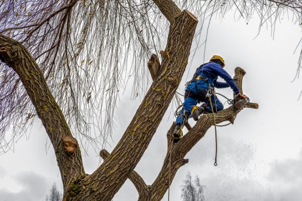 Tree Maintenance Service in Mount Juliet