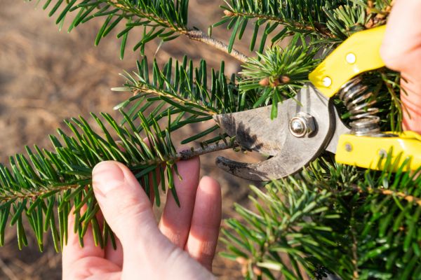 Pine Tree Pruning in Mount Juliet