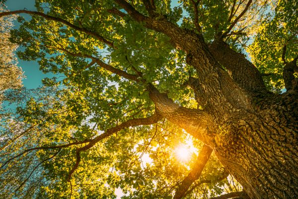 Oak Tree Pruning in Mount Juliet
