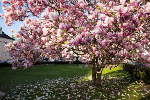 Magnolia Tree Pruning in Mount Juliet
