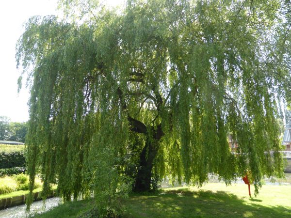 Willow Tree Trimming in Mount Juliet