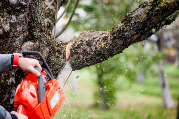 Tree Limbs Removal in Mount Juliet