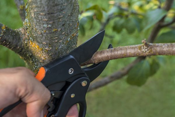 Tree Limb Cutting in Mount Juliet