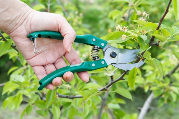 Pear Tree Pruning in Mount Juliet