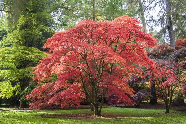 Japanese Maple Pruning in Mount Juliet