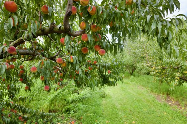 Peach Tree Pruning in Mount Juliet