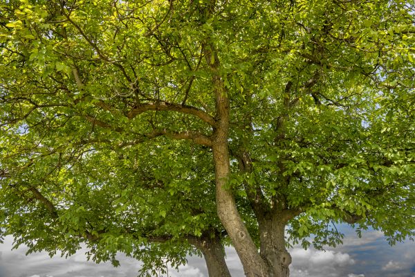 Walnut Tree Trimming in Mount Juliet