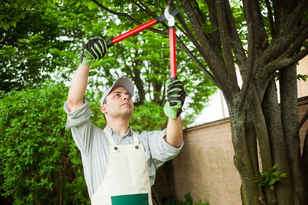 Tree Limb Pruning in Mount Juliet