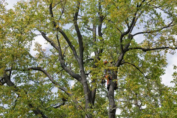 Tree Crown Shaping in Mount Juliet