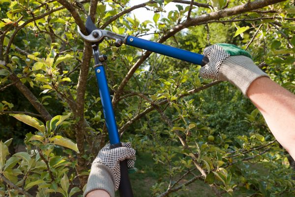 Residential Tree Pruning in Mount Juliet
