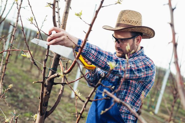 Orchard Tree Pruning in Mount Juliet