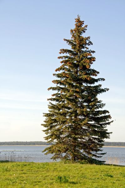 Spruce Tree Pruning in Mount Juliet