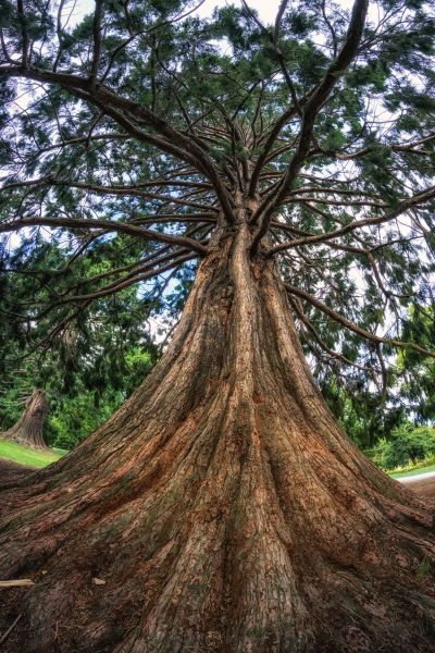 Cedar Tree Pruning in Mount Juliet
