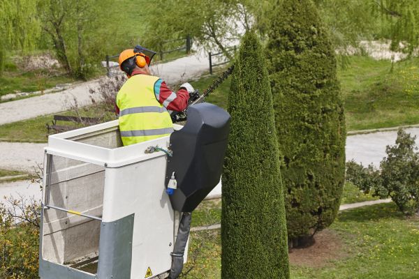Cypress Tree Pruning in Mount Juliet