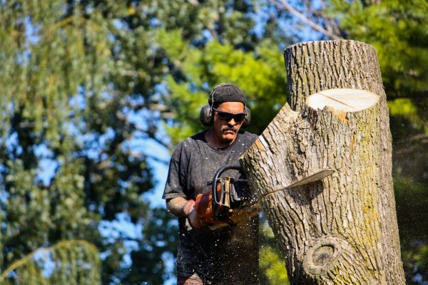 Ash Tree Pruning in Mount Juliet