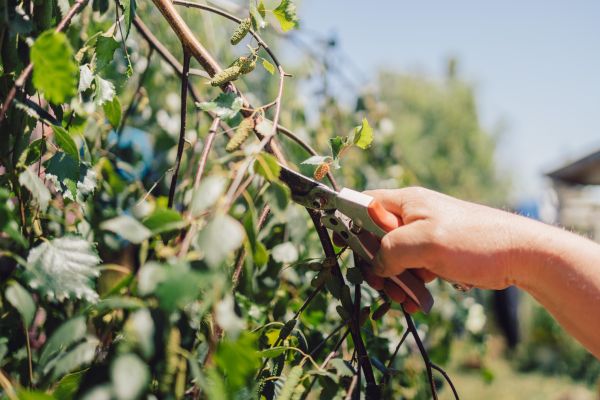 Birch Tree Pruning in Mount Juliet