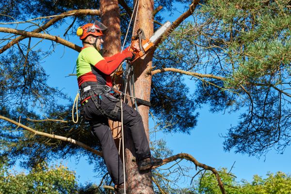 Canopy Pruning in Mount Juliet