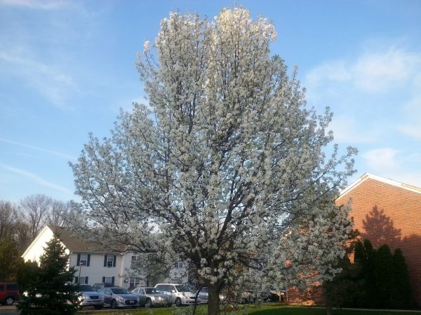 Bradford Pear Tree Pruning in Mount Juliet