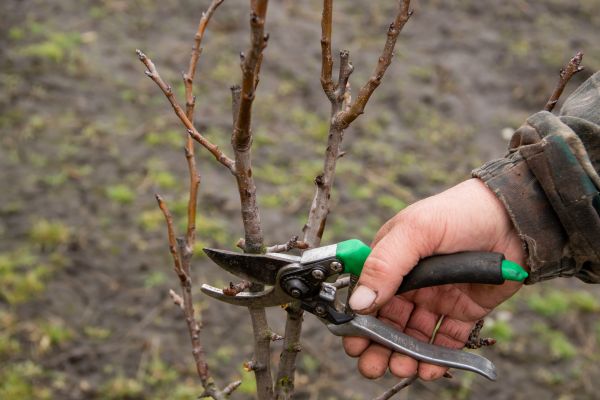 Pear Trees Pruning in Mount Juliet