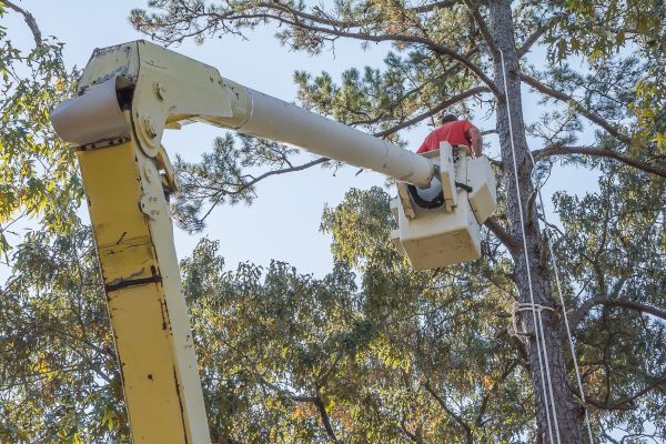Limbs Trimming in Mount Juliet