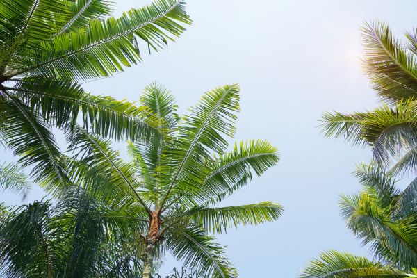 Queen Palm Tree Trimming in Mount Juliet