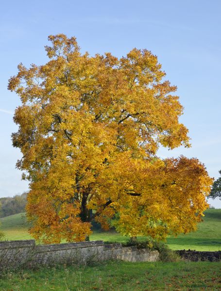 Hickory Tree Trimming in Mount Juliet