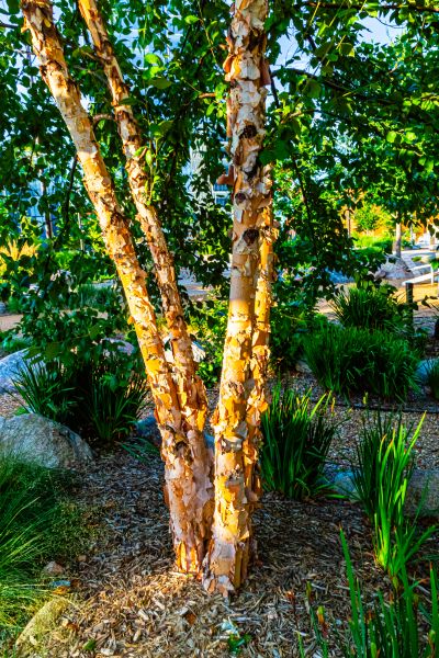 River Birch Trimming in Mount Juliet