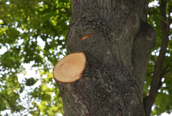 Limb Cutting in Mount Juliet