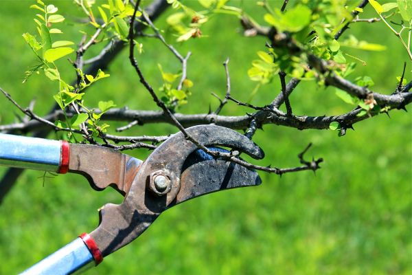 Branches Pruning in Mount Juliet