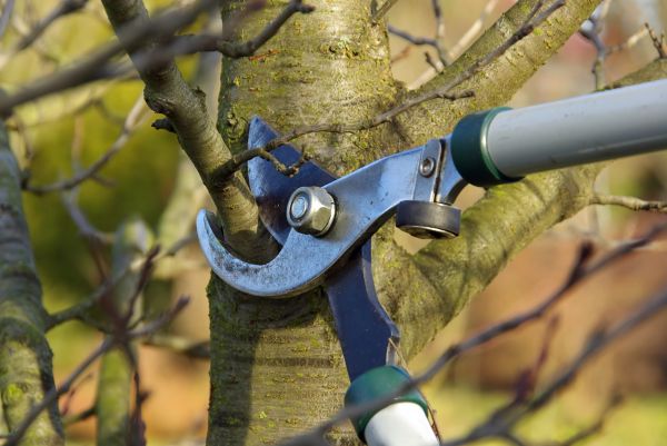 Tree Limb Trimming Service in Mount Juliet