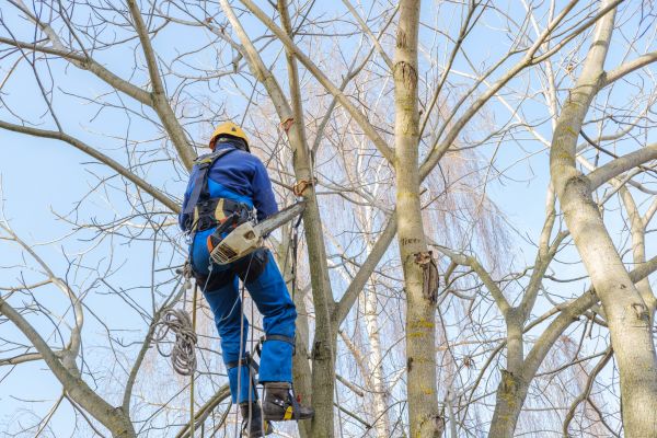Large Tree Trimming in Mount Juliet