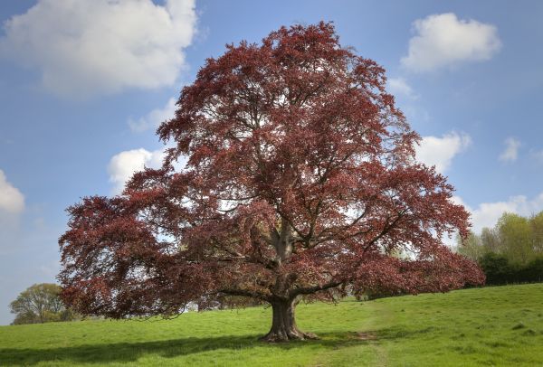 Beech Tree Pruning in Mount Juliet