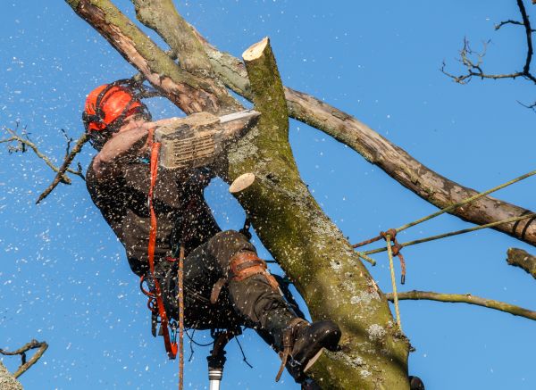 Tree Trimming Service in Mount Juliet